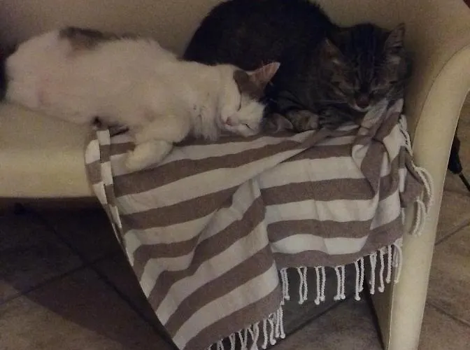 Alojamento de Acomodação e Pequeno-almoço Il Frassino